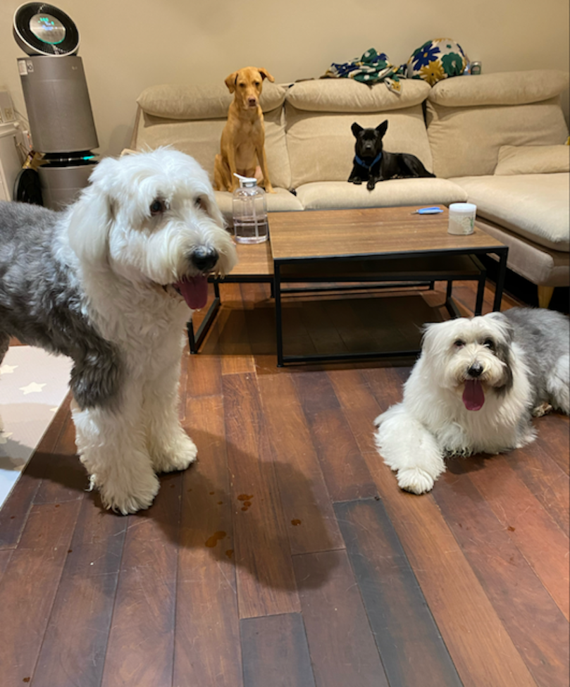 【2025最新版】狗狗首次入住寵物旅館怎麼準備？毛小愛推薦7大實用技巧｜寵物保姆寄宿延伸建議一次整理