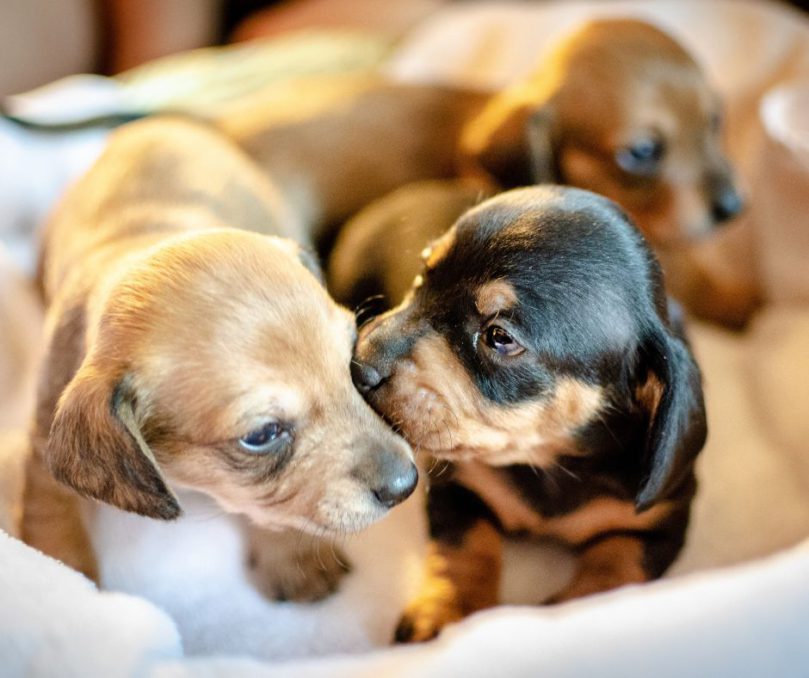 幼犬照顧全指南｜毛小愛寵物保姆教你掌握0–1歲黃金成長期照顧重點懶人包