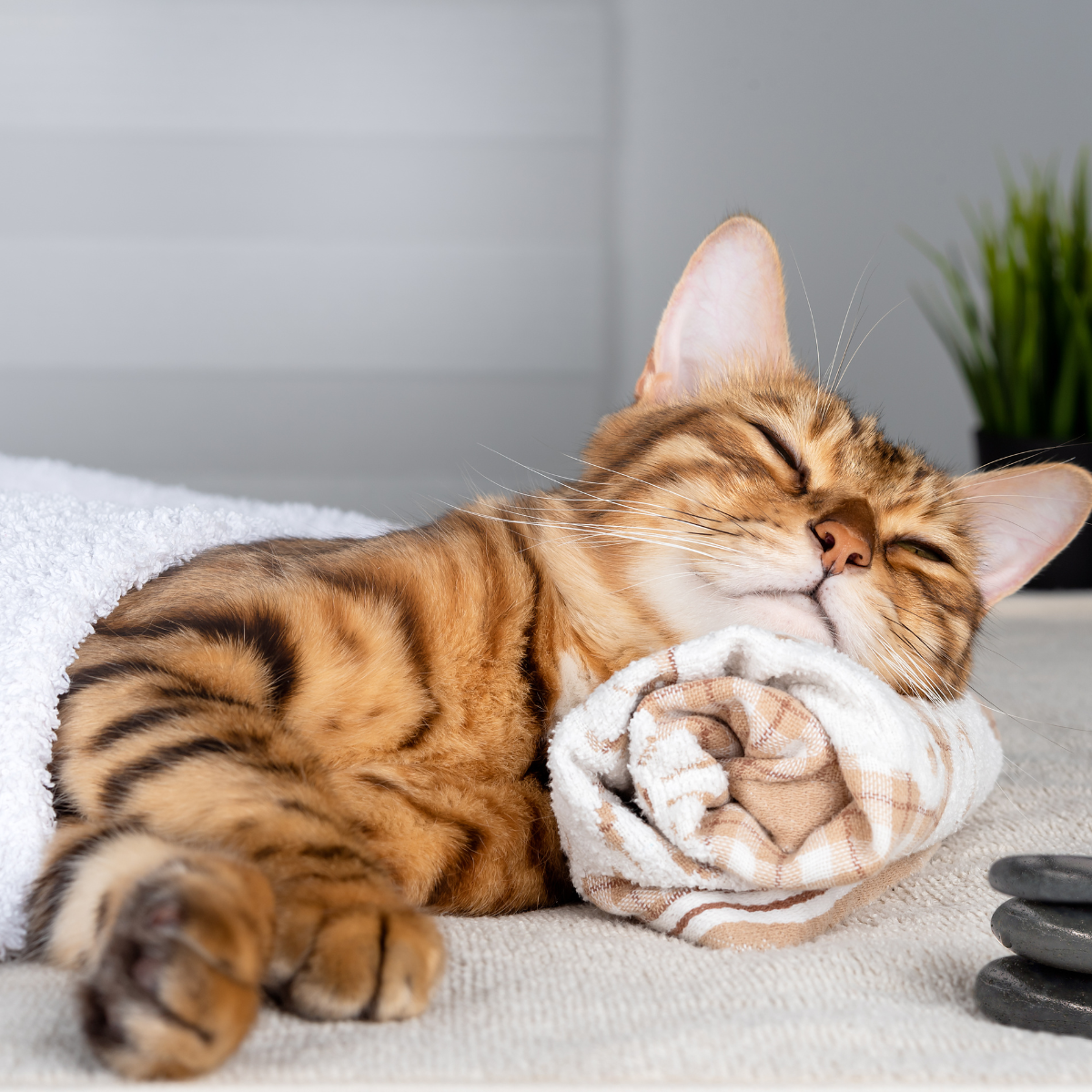 貓咪在熟悉的環境下非常放鬆呈現瞇瞇眼狀態