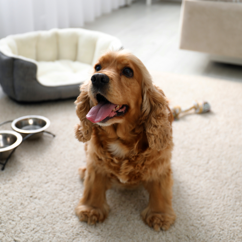 【2025桃園中壢貓旅館推薦】9間高評價貓咪住宿整理|費用、環境、照顧比較+貓保姆懶人包|毛小愛精選