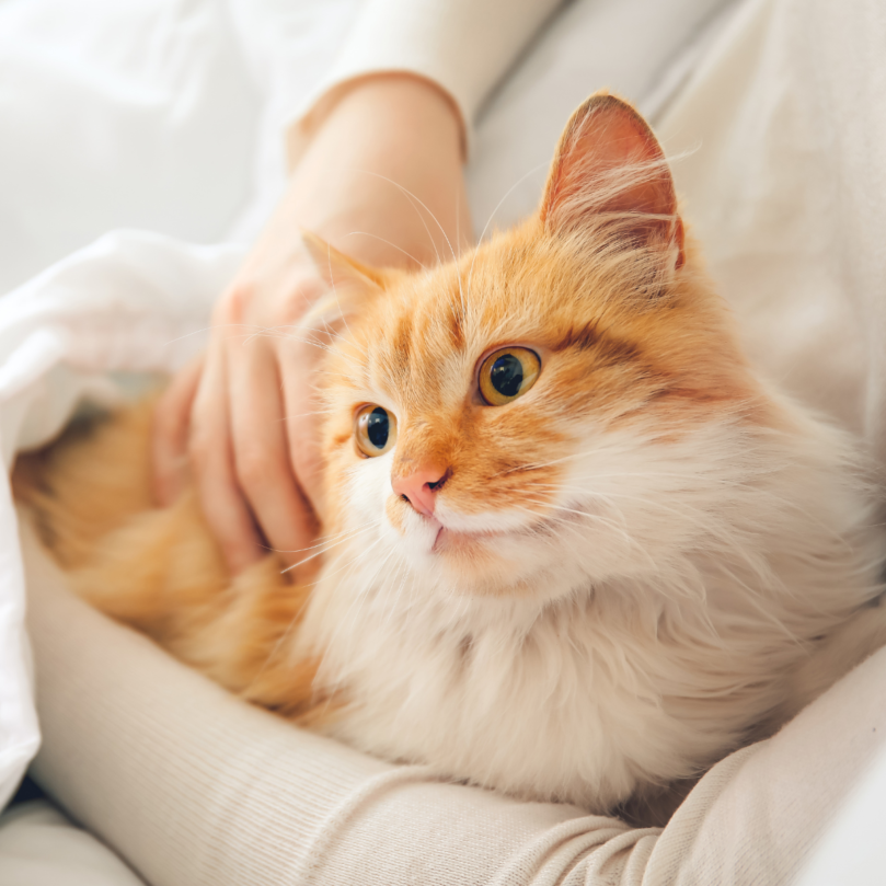 【2025最新版】這8種情況不適合住貓旅館！到府照顧建議與比較｜毛小愛精選