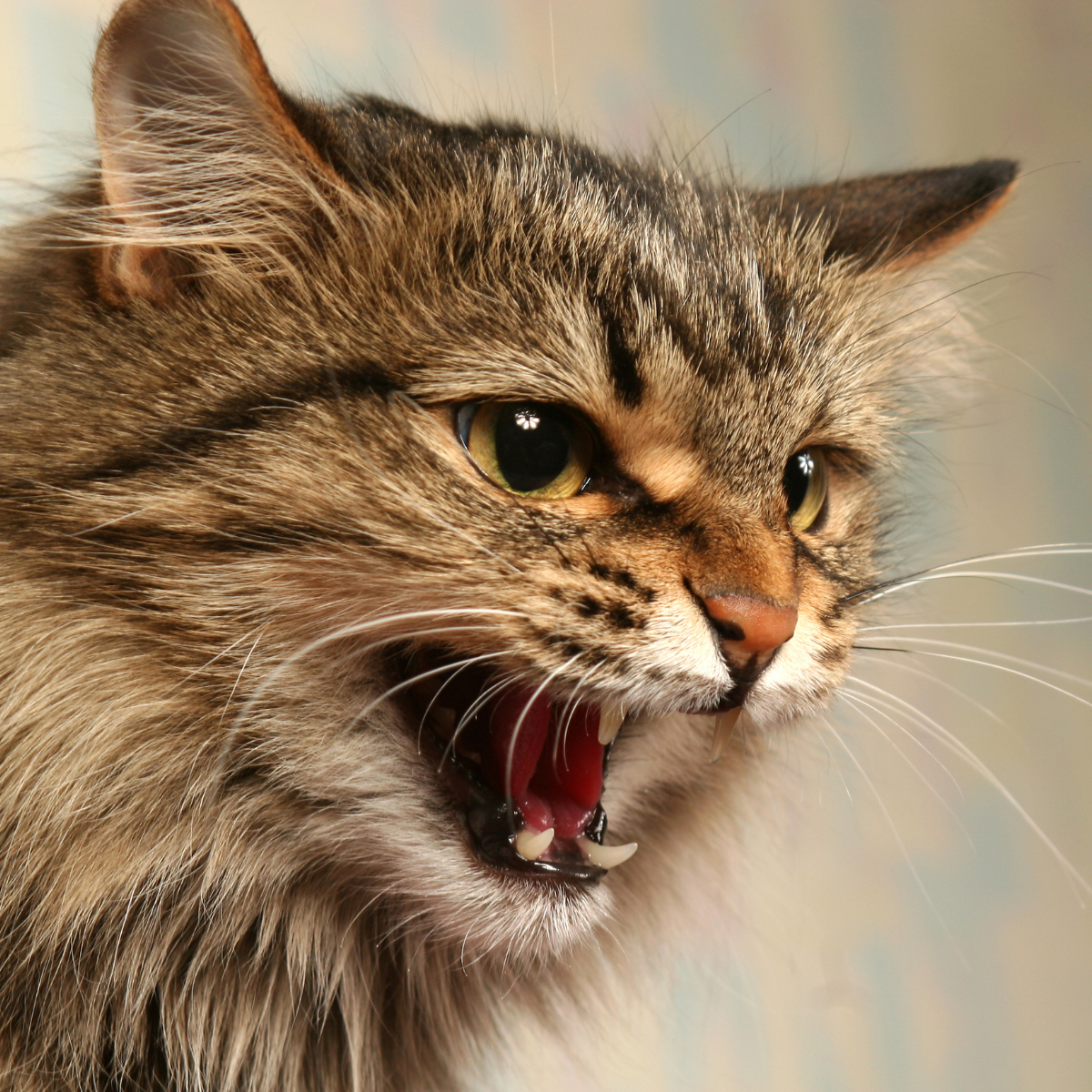 保證貓咪的安全