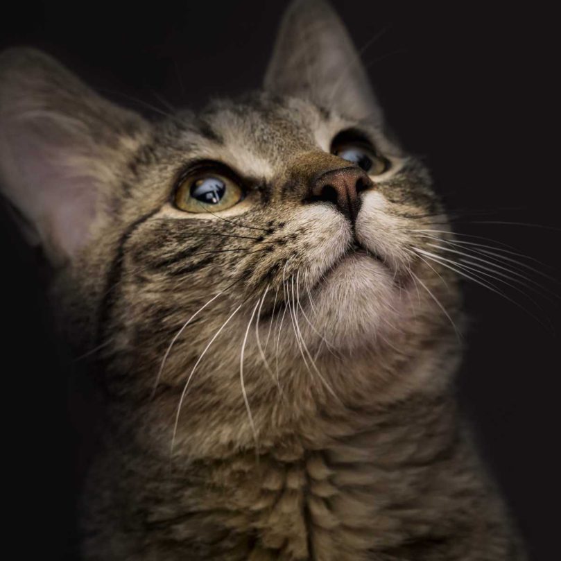 貓咪瞳孔放大、瞇瞇眼代表什麼？6種情緒訊號＋貓保姆照護建議｜毛小愛行為觀察指南