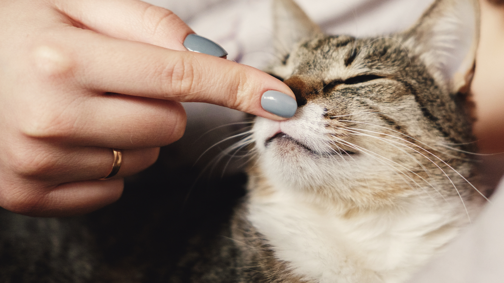 伸出一根手指與貓互動