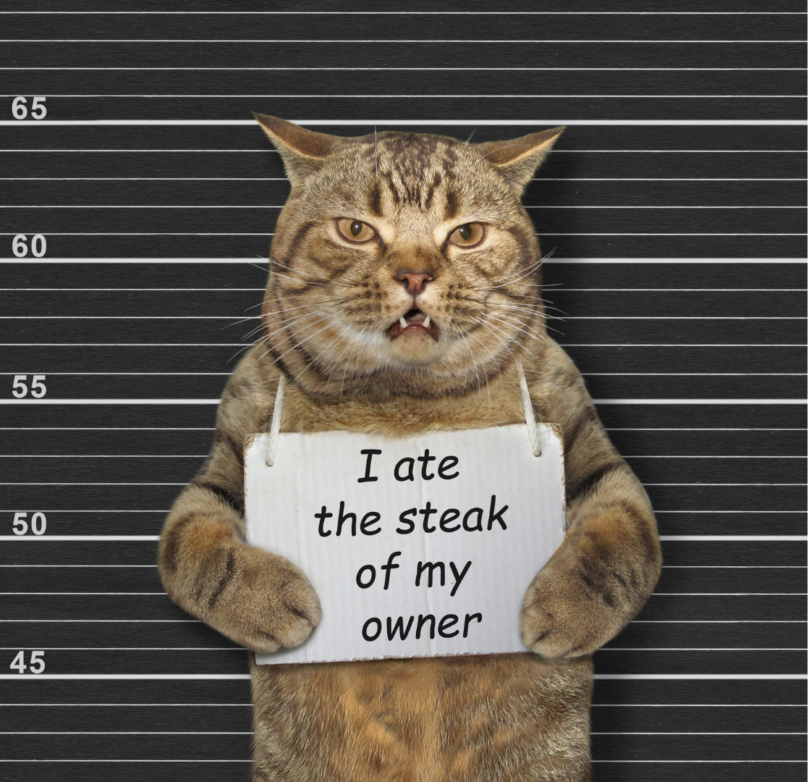 貓咪奇怪行為代表什麼？11種常見舉動解密｜毛小愛專業貓保姆幫你解答