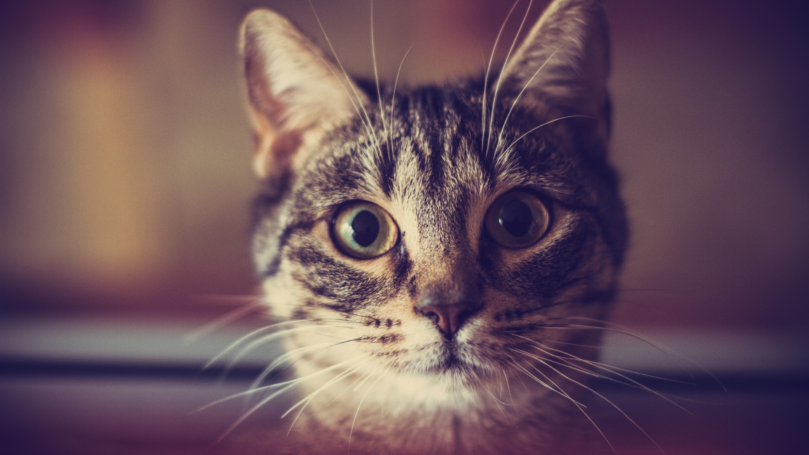 貓咪情緒照顧小幫手！毛小愛 推薦用5種簡單方法讓貓咪不再精神緊繃並改善心理健康！