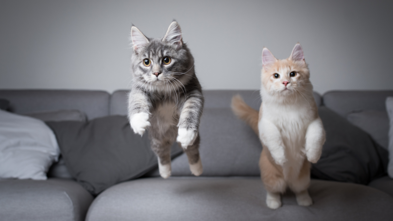 貓咪總是亂跑亂跳怎麼辦？這些是貓主人們該知道的！