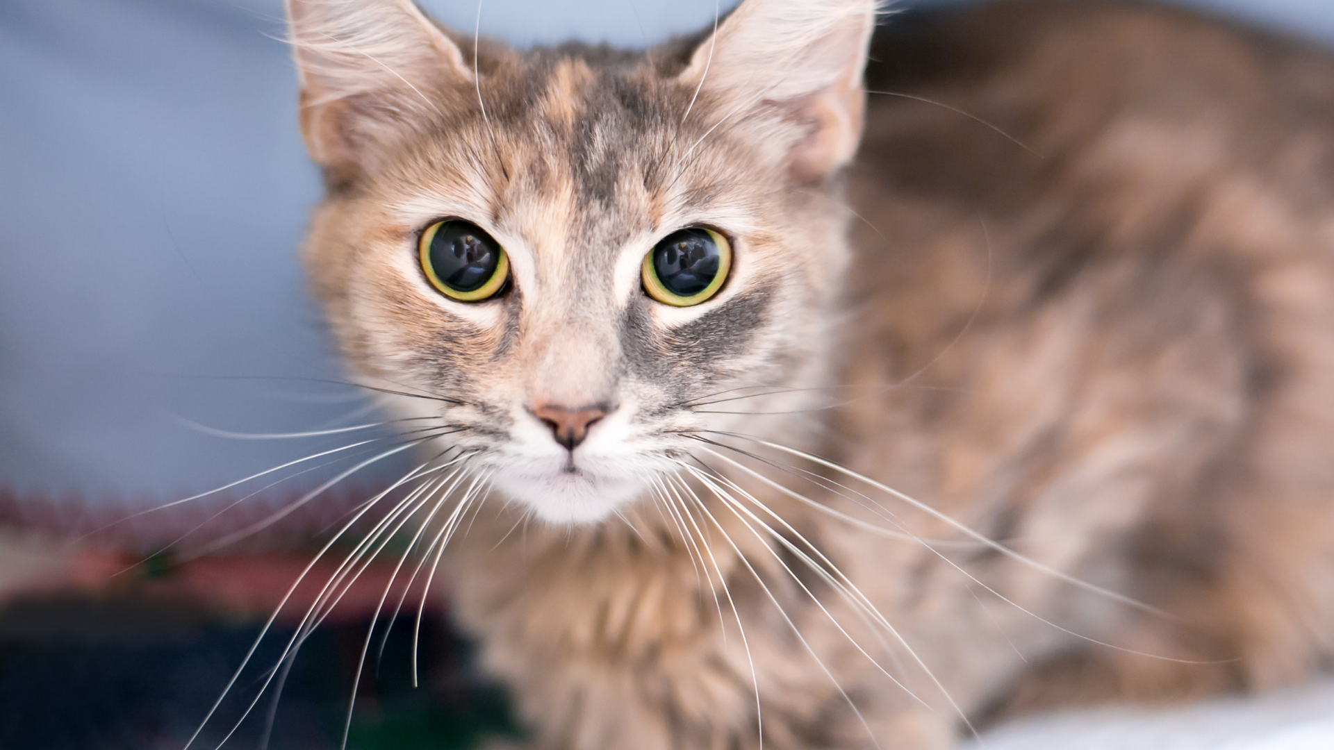 瞳孔的表達清楚地表示過度刺激或焦慮