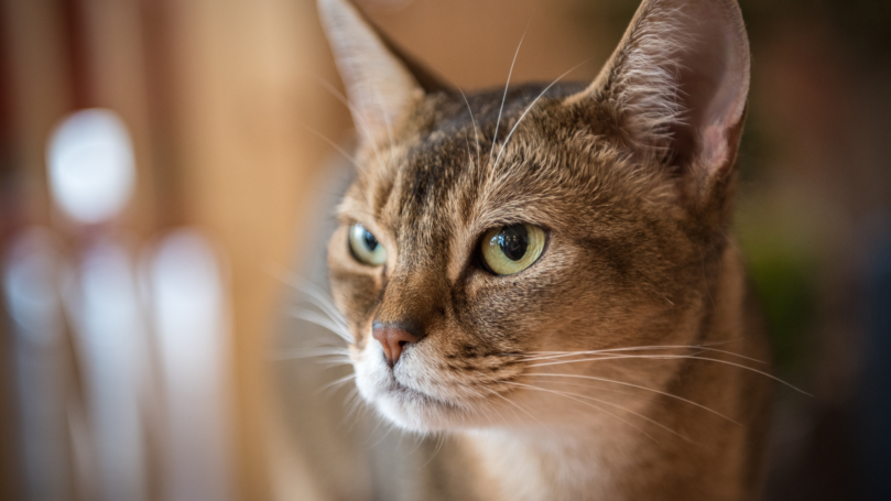 為什麼貓咪老是會盯著主人看呢？他們可能想要一些東西喔!｜毛小愛專業貓保姆