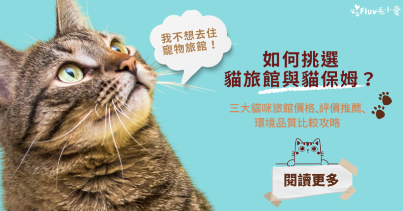 【2025最新貓旅館攻略】價格、評價、環境總整理+貓保姆照顧比較|毛小愛推薦