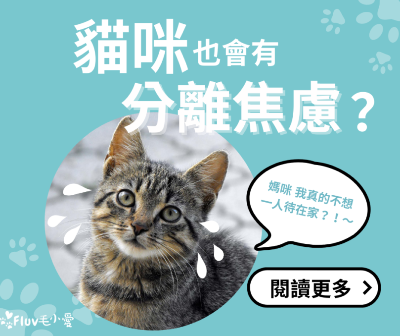 貓咪也會分離焦慮？解析原因與症狀，教你緩解貓咪亂叫與不安