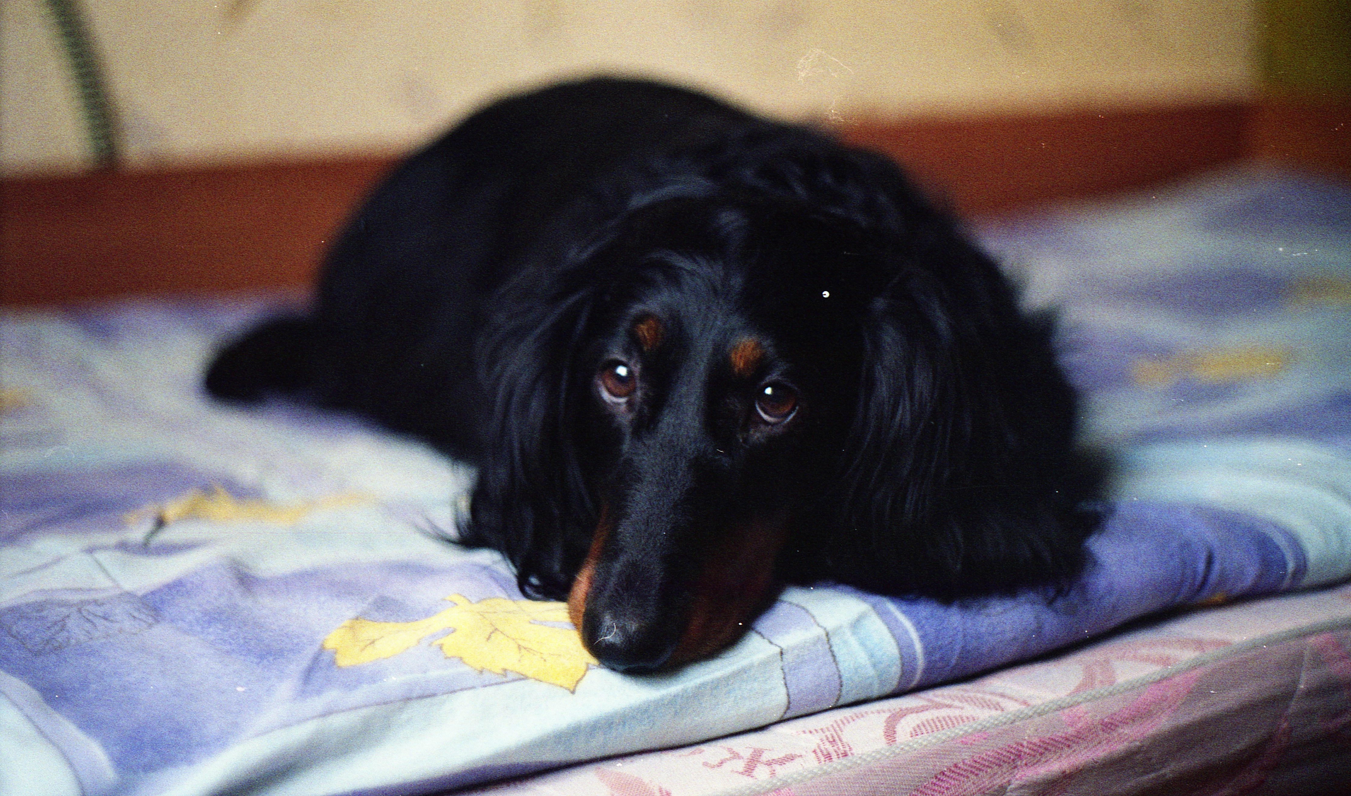 狗狗腎臟病症狀有哪些