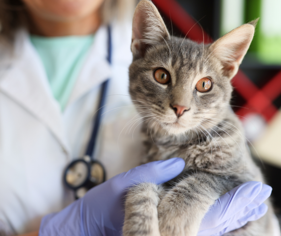 貓咪一定要打晶片嗎