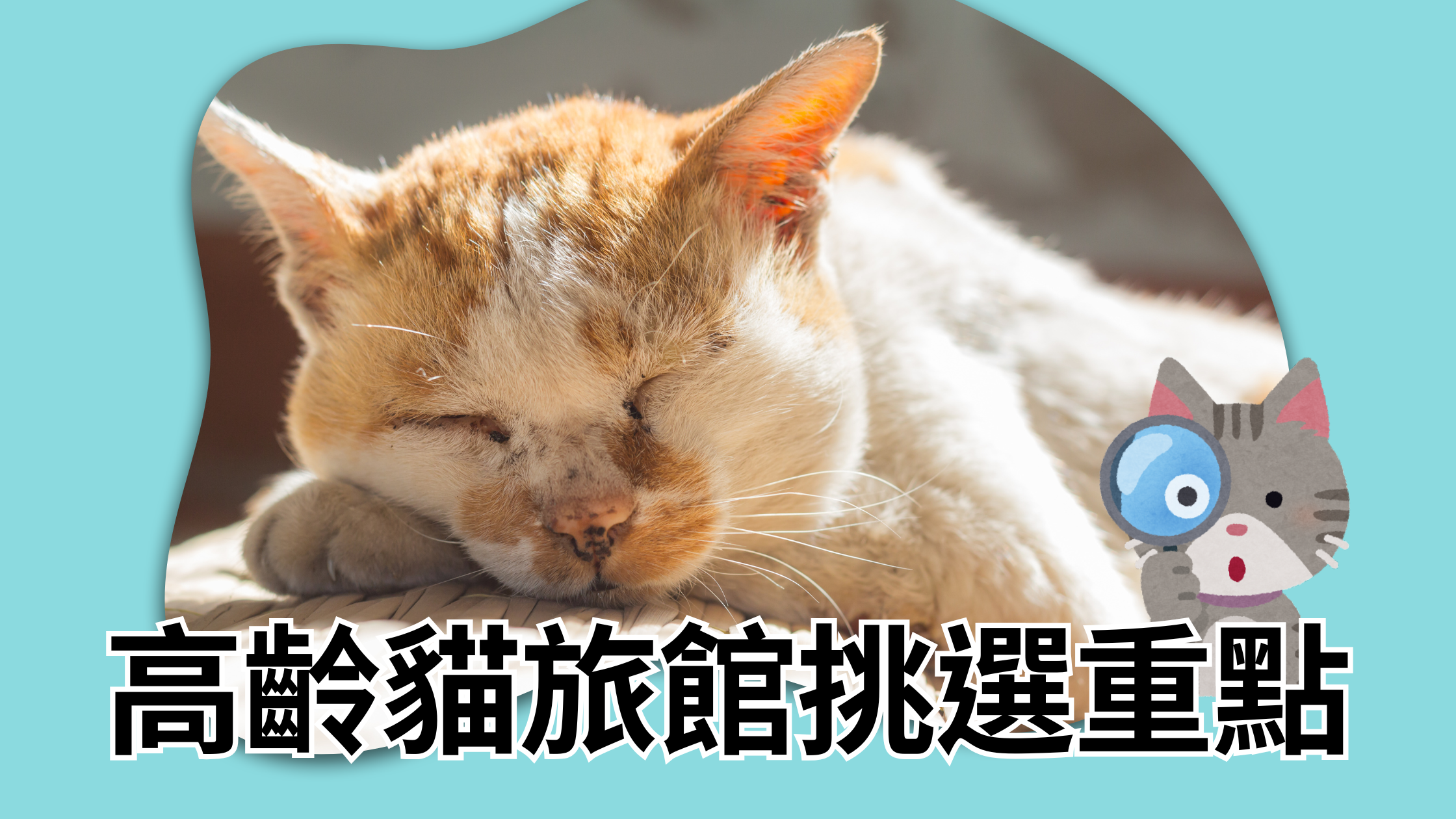 高齡貓旅館示意:低平台包廂、低門檻砂盆與防滑墊,老貓安靜休息