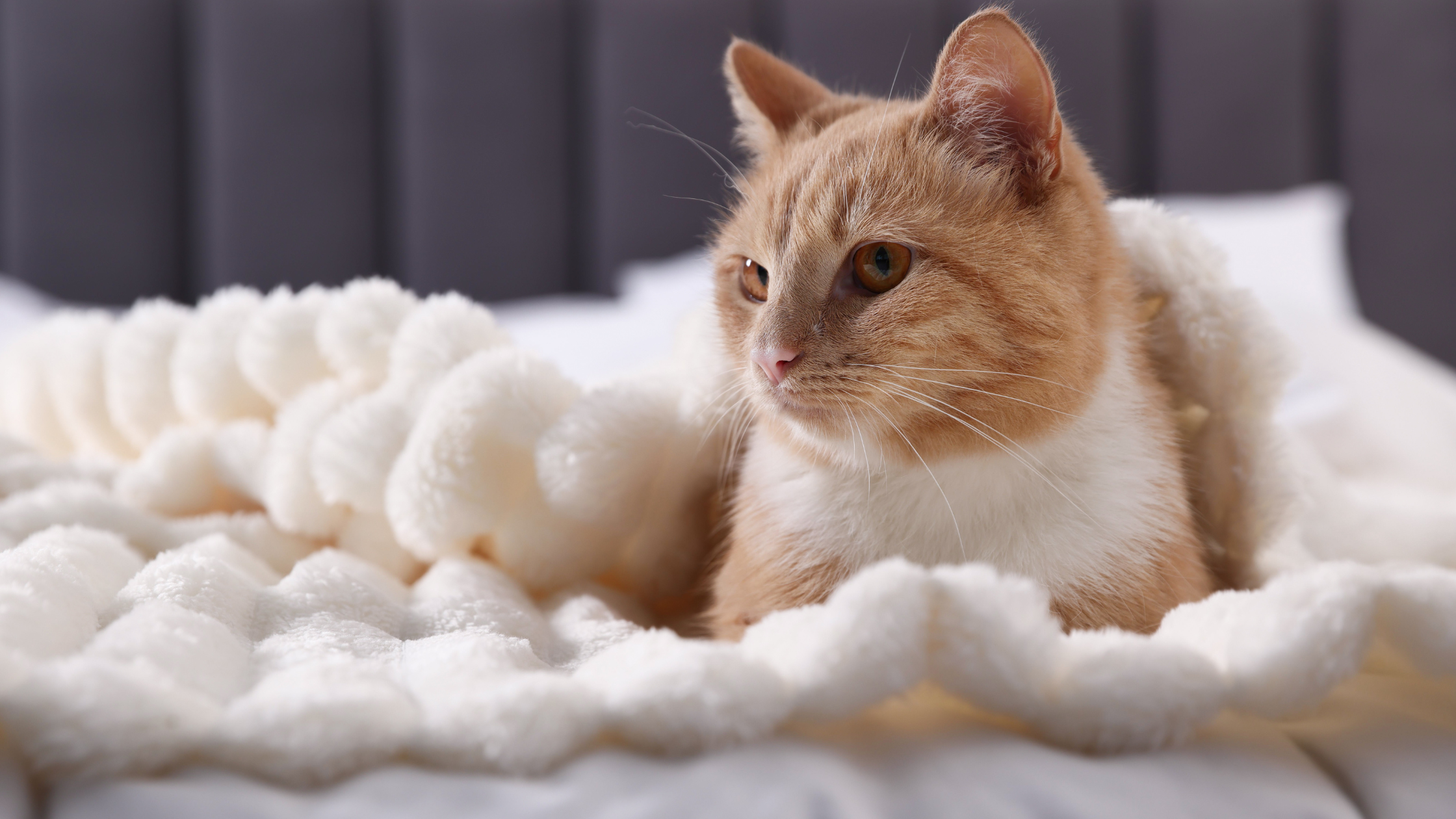 到府穩定照護保姆:紀錄老貓進食與投藥,降低陌生環境壓力