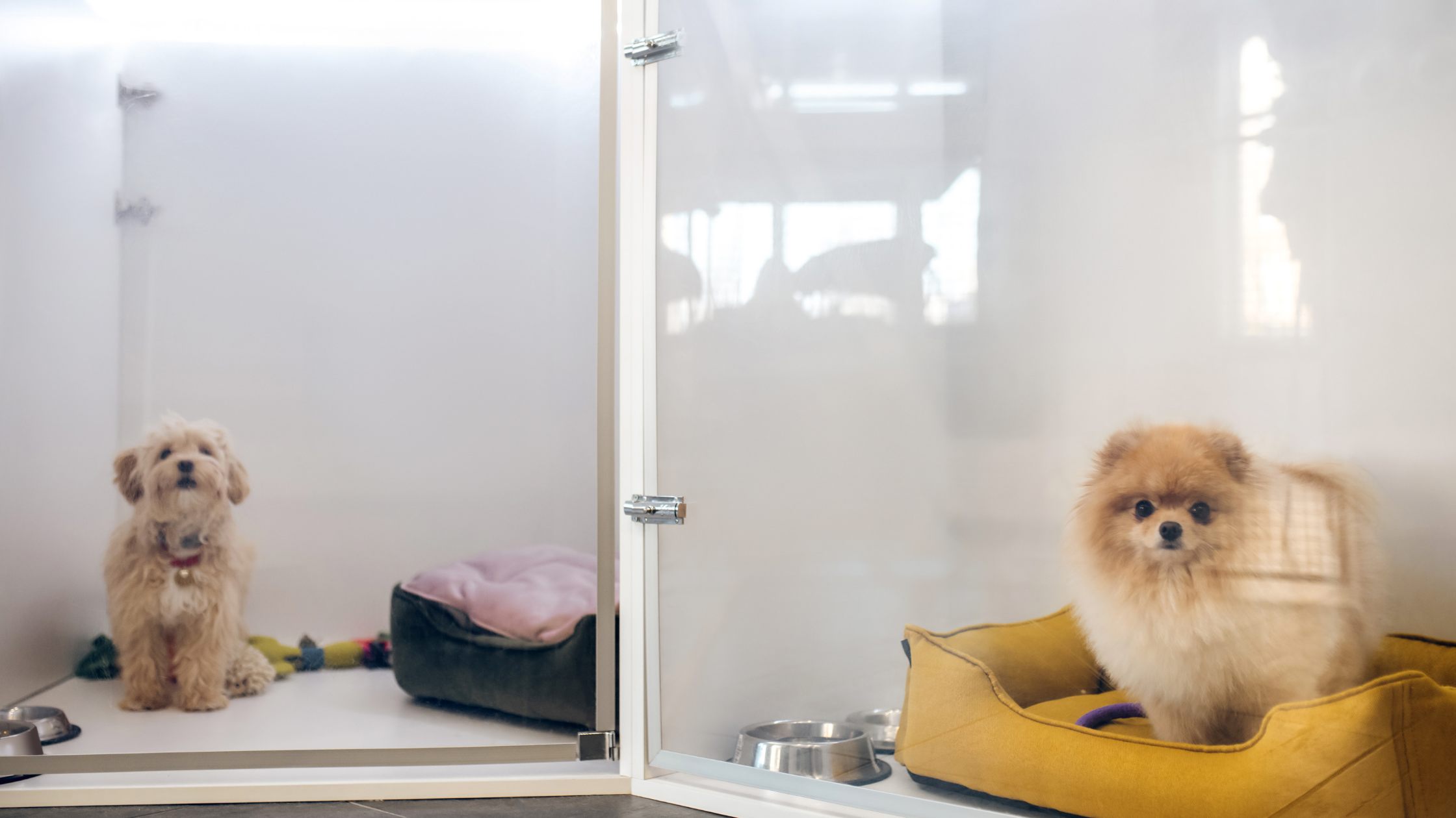 桃園寵物旅館與保姆的住宿價格行情:貓咪與狗狗依照體型與公斤數的收費區間