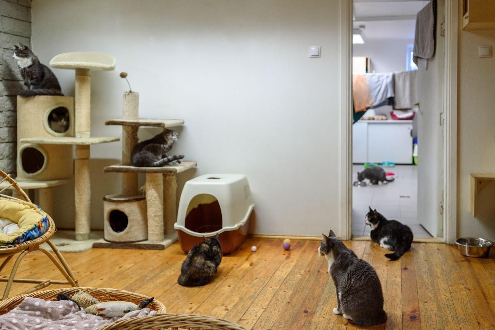 比起貓咪住宿費用高昂的寵物旅館，貓保姆是更加實惠且高品質的選擇。