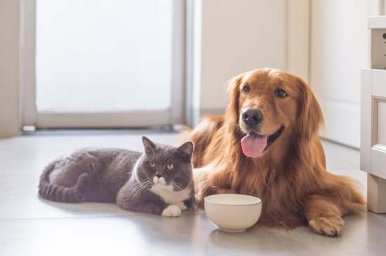 [毛孩鮮食教室] 飼料轉鮮食的四大招！