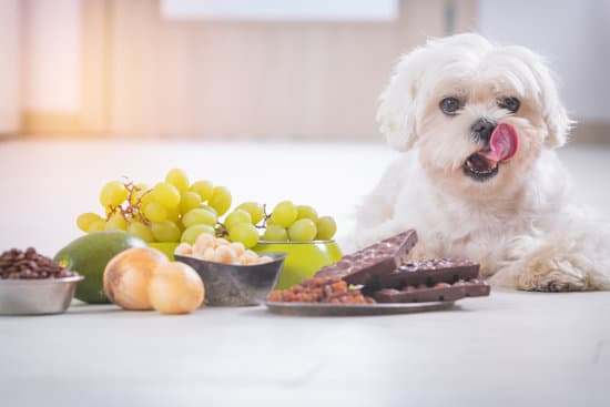 [毛孩鮮食教室] 鮮食烹飪方式全解析