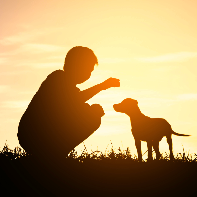 【毛孩照顧】為什麼幼犬必須適當遛狗？毛小愛小知識