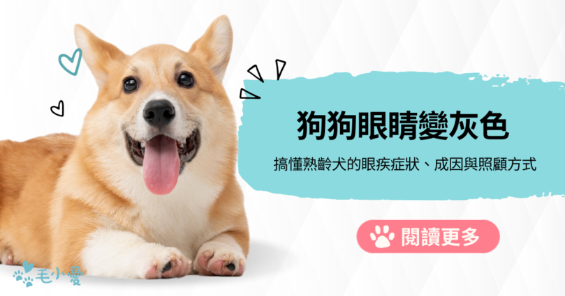 什麼原因導致狗狗眼睛變灰色？搞懂熟齡犬 的眼疾症狀、成因與照顧方式