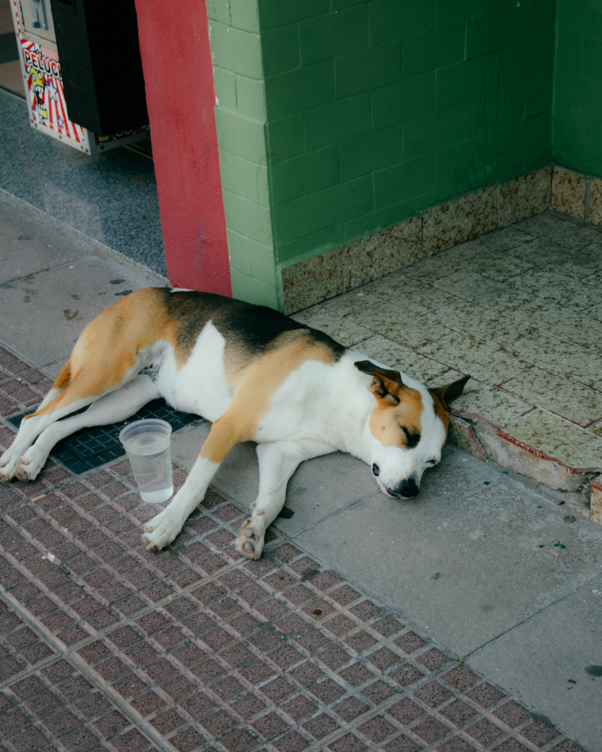 狗狗犬瘟熱